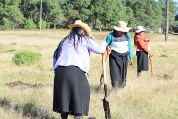 MujeresReforestando_Ollin